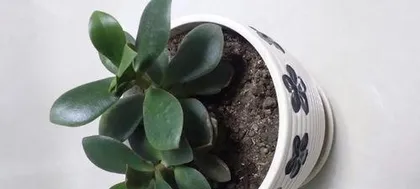 Complete Guide to Propagating Glass Jade Flower (Step-by-step guide to choosing the best time, method, soil, and care) Part 2