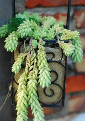 Succulent New Jade String Care and Growth (Create a Succulent Garden, Make New Jade String More Vibrant) 3