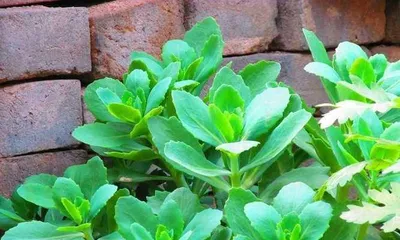 Complete Guide to Propagating Glass Jade Flower (Step-by-step guide to choosing the best time, method, soil, and care) Part 3