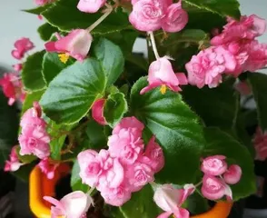 Glass Jade Plant Care Knowledge (Water once a week) 1