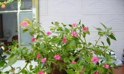 Glass Jade Plant Care Knowledge (Water once a week) 2