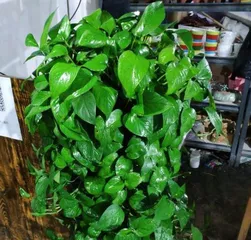 Glass Jade Plant Care Knowledge (Water once a week) 3