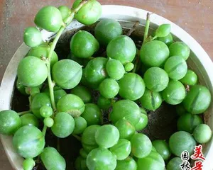 String of Pearls Care Tips (How to Make Pearls Grow Larger)