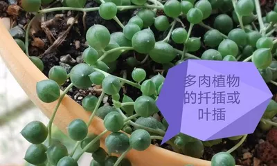 String of Pearls Care Tips (How to Make Pearls Grow Larger) 2