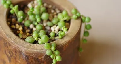 String of Pearls Care Tips (How to Make Pearls Grow Larger) 3