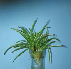 What flowers are suitable for glass cups? How to care for them? (What flowers are suitable for glass cups? How to care for them?) 3