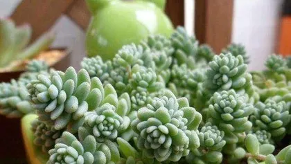 Winter Care for Succulents (Keeping Succulents Healthy and Thriving in Cold Winter) 1