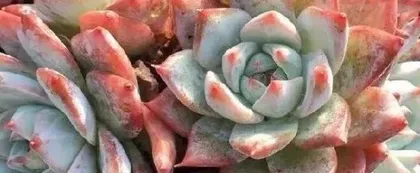 Winter Care for Succulents (Keeping Succulents Healthy and Thriving in Cold Winter) 2