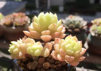 Winter Care for Succulents (Keeping Succulents Healthy and Thriving in Cold Winter) 3