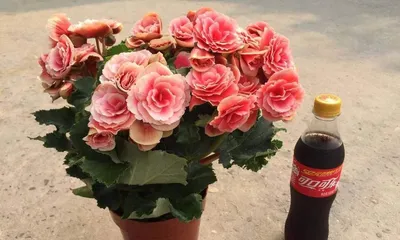 Mastering Breeding Techniques to Create a Beautiful Begonia Garden (Home Care Guide to Let Begonias Bloom Unmatched Beauty)