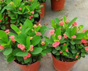 Master breeding techniques, create a beautiful begonia garden (Household care guide, let Rieger begonia bloom with unlimited beauty) 2