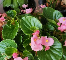 Master breeding techniques, create a beautiful begonia garden (Household care guide, let Rieger begonia bloom with unlimited beauty) 3
