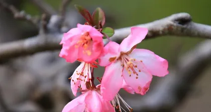 Winter Care Tips for Pagoda Dogwood (Creating Healthy Dogwoods for a Cozy Winter)