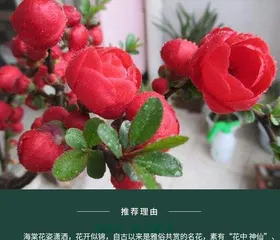 Begonia Winter Care Tips (Create Healthy Begonias, Have a Warm Winter) 2