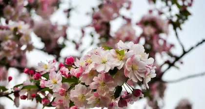 Begonia Winter Care Tips (Create Healthy Begonias, Have a Warm Winter) 3