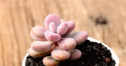 Summer Care for Peach Egg Succulents (Creating a Flourishing Scene for Peach Egg Succulents) 1