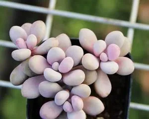 Summer Care for Peach Egg Succulents (Creating a Flourishing Scene for Peach Egg Succulents) 2