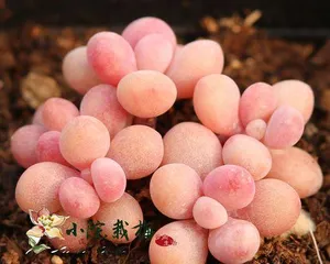 Summer Care for Peach Egg Succulents (Creating a Flourishing Scene for Peach Egg Succulents) 3