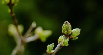 Crabapple Bud Grafting Techniques and Optimal Timing (Master crabapple bud grafting techniques to help beautify bonsai, optimal timing improves survival rate) 2