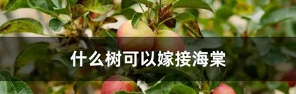 Crabapple Bud Grafting Techniques and Optimal Timing (Master crabapple bud grafting techniques to help beautify bonsai, optimal timing improves survival rate) 3