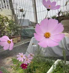 Caring for Cosmos After They Bloom (Tips for Keeping Cosmos Beautiful)