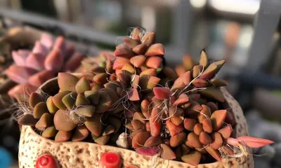 Complete Guide to Caring for Succulent Blow Snow Pine Jin (Create a Fresh Succulent Look, Starting with Blow Snow Pine Jin) 1