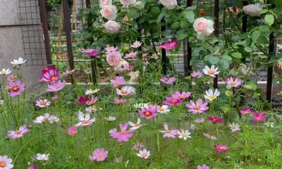Methods for Handling Cosmos After Flowering (Care Tips to Make Cosmos More Beautiful) 2