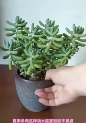 Watering Tips for Potted Peaches (Understand the Water Needs of Potted Peaches and Reasonably Water and Care for Your Potted Peach Tree)