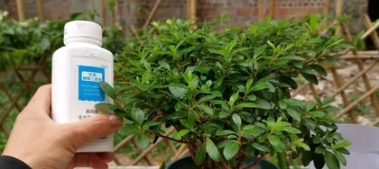Complete Guide to Caring for Succulent Blow Snow Pine Jin (Create a Fresh Succulent Look, Starting with Blow Snow Pine Jin) 2