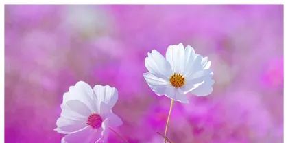 Methods for Handling Cosmos After Flowering (Care Tips to Make Cosmos More Beautiful) 3