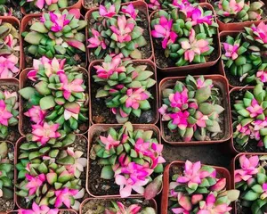 Complete Guide to Caring for Succulent Blow Snow Pine Jin (Create a Fresh Succulent Look, Starting with Blow Snow Pine Jin) 3