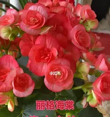 Tender Care for Four-Season Begonias in Summer (How to care for four-season begonias in summer?)