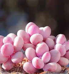 Succulent Peach Watering Techniques (Understand the Water Needs of Succulent Peaches, Water Reasonably to Care for Your Succulent Peach Tree) 3