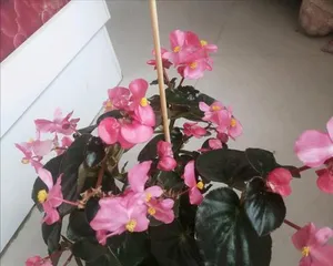 Begonia semperflorens Summer Care (How to care for Begonia semperflorens in summer?) 2