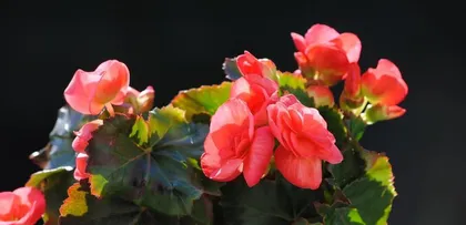 Begonia semperflorens Summer Care (How to care for Begonia semperflorens in summer?) 3