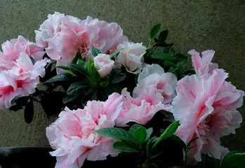 Autumn Azalea Care Methods (Home Cultivation, Letting Azaleas Grow Healthily and Vigorously) 1