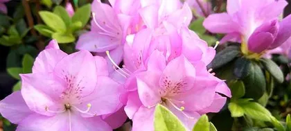 Autumn Azalea Care Methods (Home Cultivation, Letting Azaleas Grow Healthily and Vigorously) 2