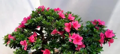 Autumn Azalea Care Methods (Home Cultivation, Letting Azaleas Grow Healthily and Vigorously) 3