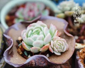 How to care for Bing Mei succulents to wrap up? (Become a succulent expert, master the nurturing tips) 1