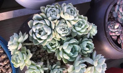 How to care for Bing Mei succulents to wrap up? (Become a succulent expert, master the nurturing tips) 2