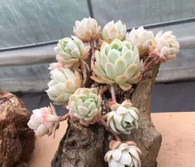 How to care for Bing Mei succulents to wrap up? (Become a succulent expert, master the nurturing tips) 3