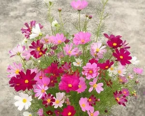 Chrysanthemum Flowering Time and Care Tips (Understanding the Flowering Time of Chrysanthemums and How to Properly Care for Them)
