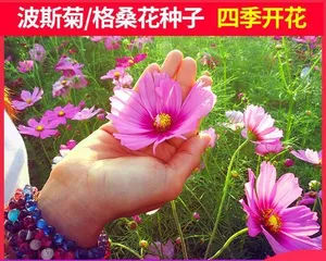 Cosmos Flowering Time and Care Tips (Understanding Cosmos Flowering Time and How to Properly Care for It) 2