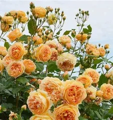 How to propagate藤本月季 (Simple and Effective Propagation Methods and Precautions)