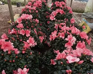 Rhododendron Winter Care (Is it feasible to place outdoors? How to prevent cold? Let