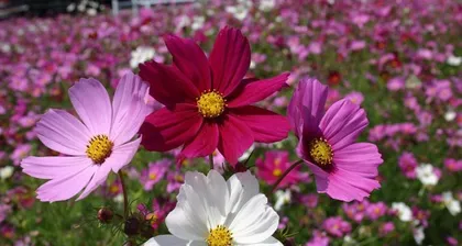 Cosmos Flowering Time and Care Tips (Understanding Cosmos Flowering Time and How to Properly Care for It) 3