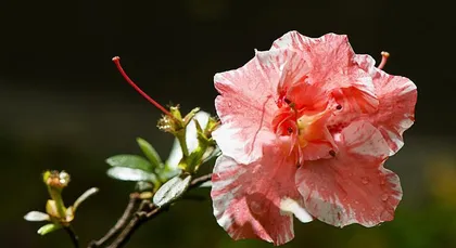 Rhododendron Winter Care (Is it feasible to place outdoors? How to prevent cold? Let