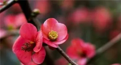 Is hawthorn suitable for indoor cultivation? The answer is here (exploring the adaptability and care tips of hawthorn flowers)