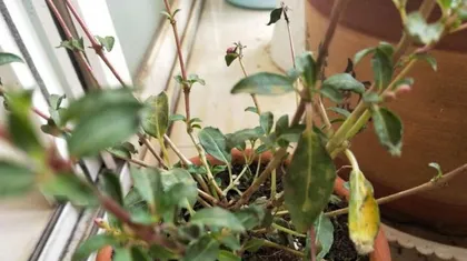 Rhododendron Winter Care (Is it feasible to place outdoors? How to prevent cold? Let