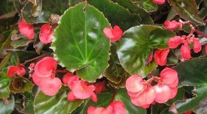 海棠适合室内养吗？答案在这里（探讨海棠花的适应性和养护技巧）2